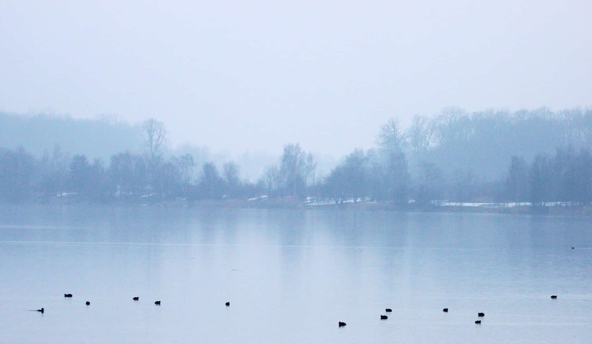 Auf dem Cospudener See erwarten uns einige Wasservögel